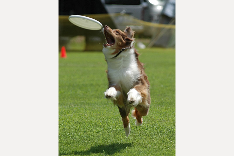 CANDY（キャンディ）