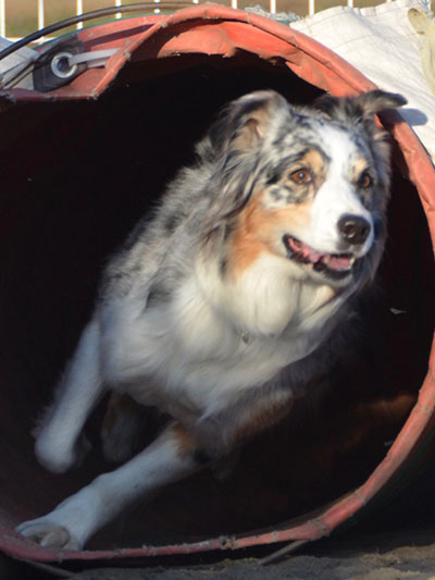 DEGREE（ディグリー）