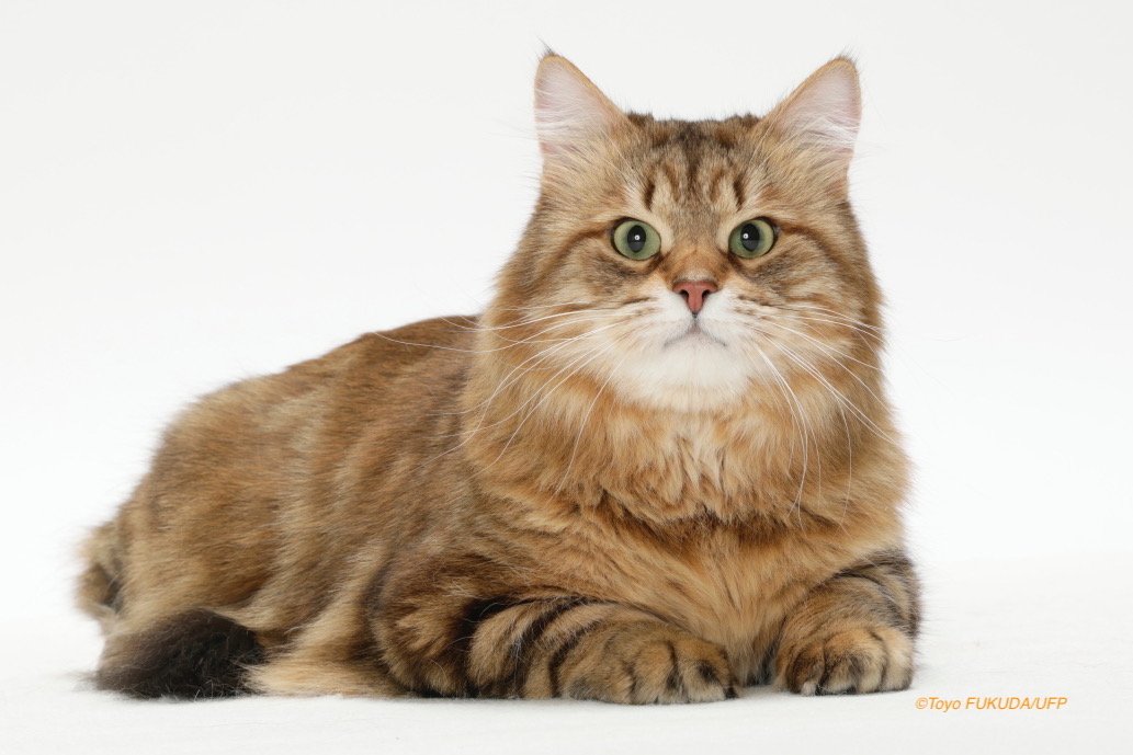 Kudeyar（クーダー）