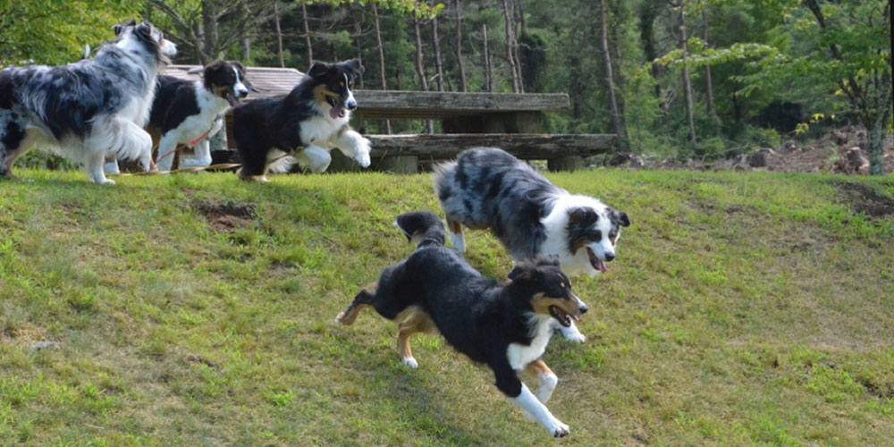 オーストラリアンシェパードについて