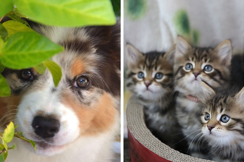 元気で健康な仔犬・仔猫をご紹介いたします