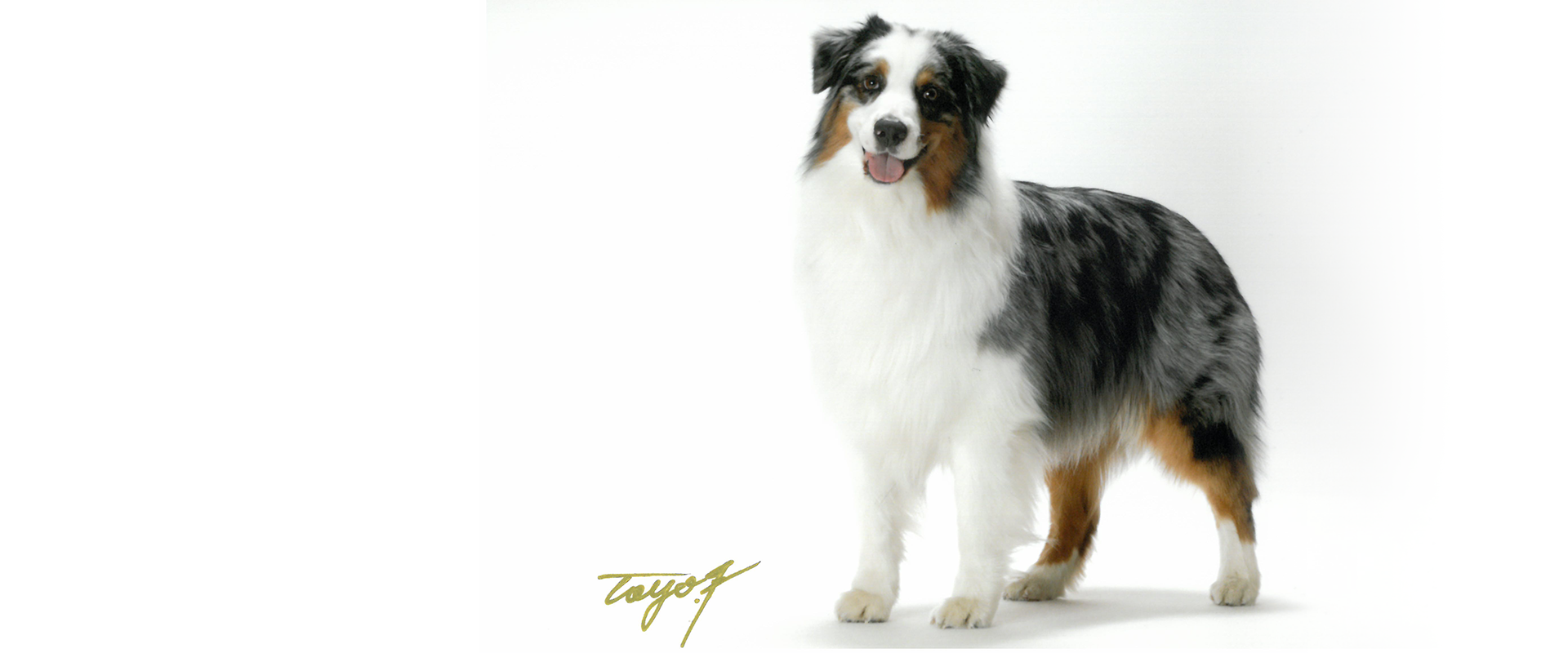 Miracle Bell Kennel ＆ HAPPINESSEARS