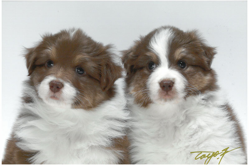 現在、お譲り出来る仔犬は、おりません。しばらくお待ちください