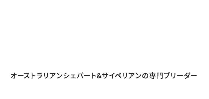 オーストラリアンシェパート&サイベリアンの専門ブリーダー