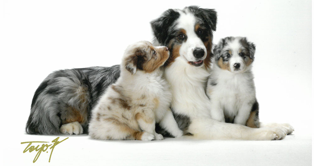 ケネル・キャッテリー案内