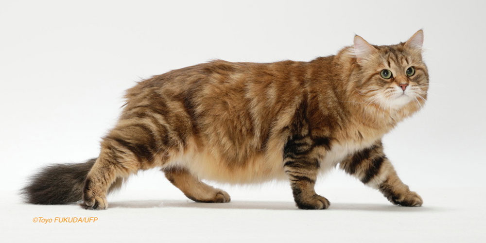 サイベリアンについて