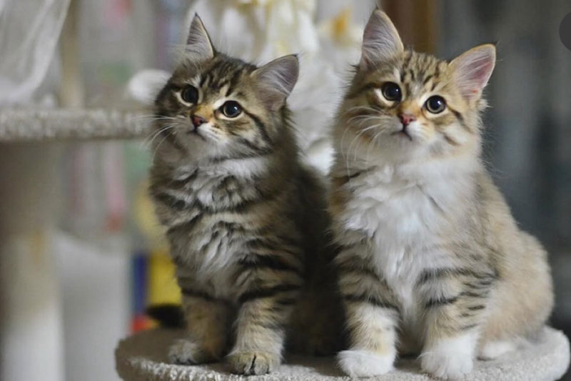 お譲り後のサポート