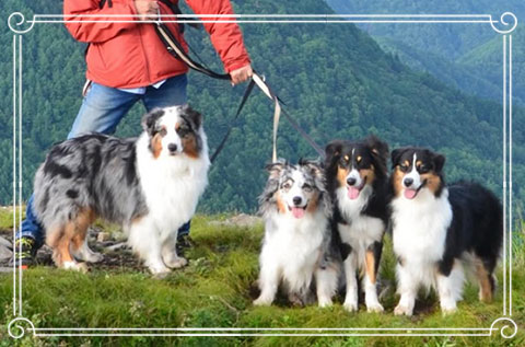 オーストラリアンシェパード