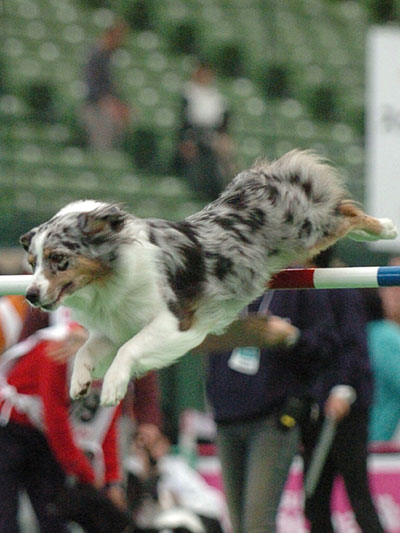 SHANTY（シャンティ）